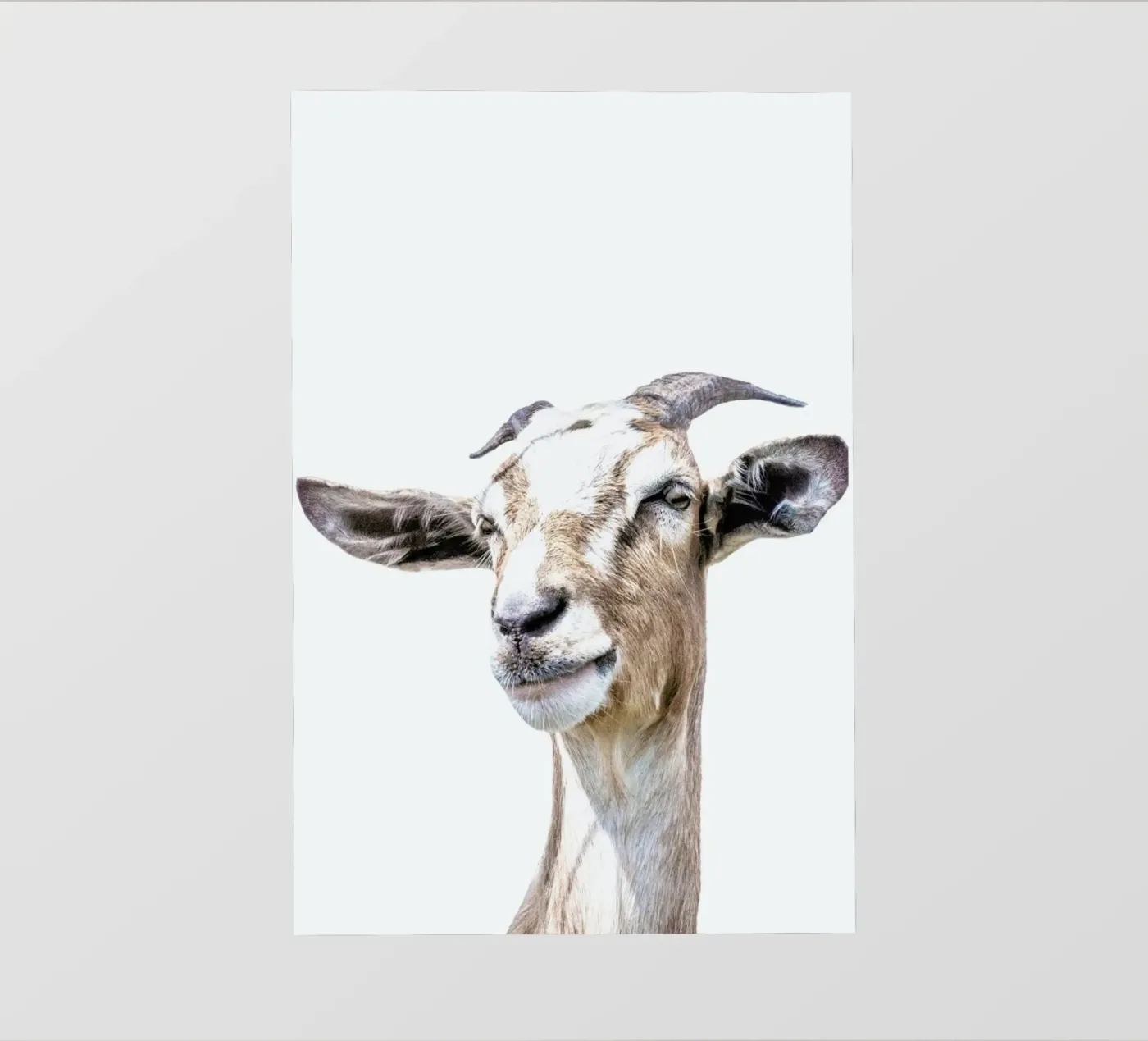Goat Backlit Folie von Victoria Frost