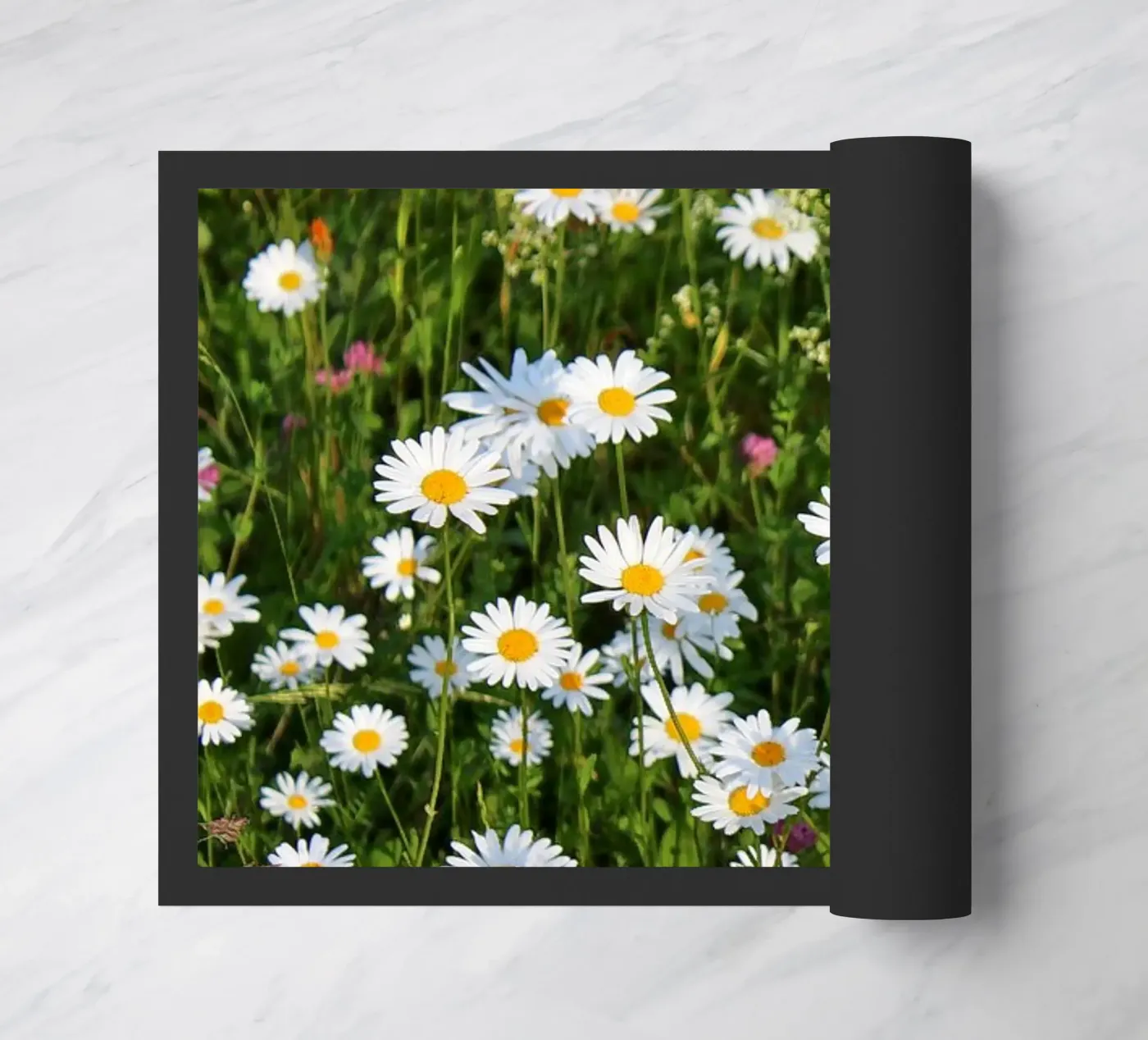 Gänseblümchen zerbino da Kreativernetzt