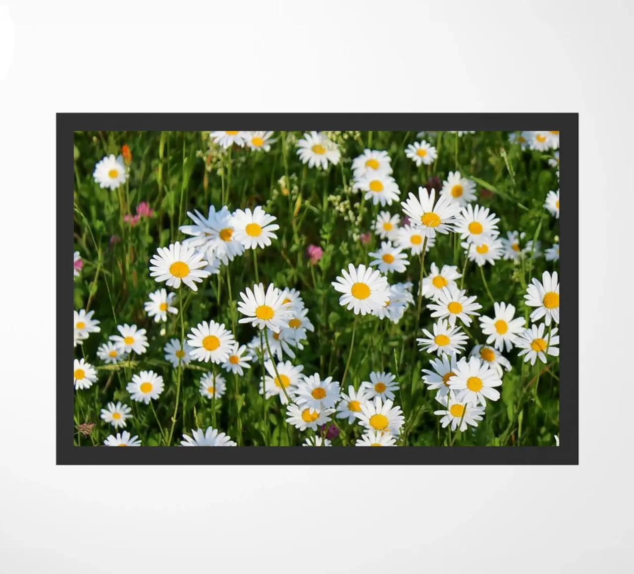 Gänseblümchen zerbino da Kreativernetzt