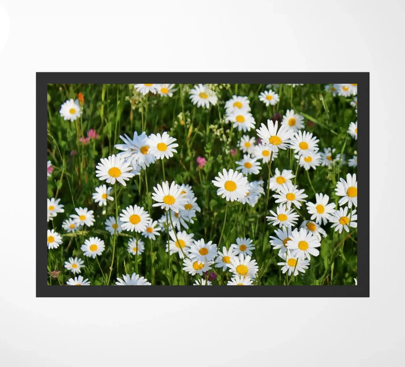 Gänseblümchen zerbino da Kreativernetzt