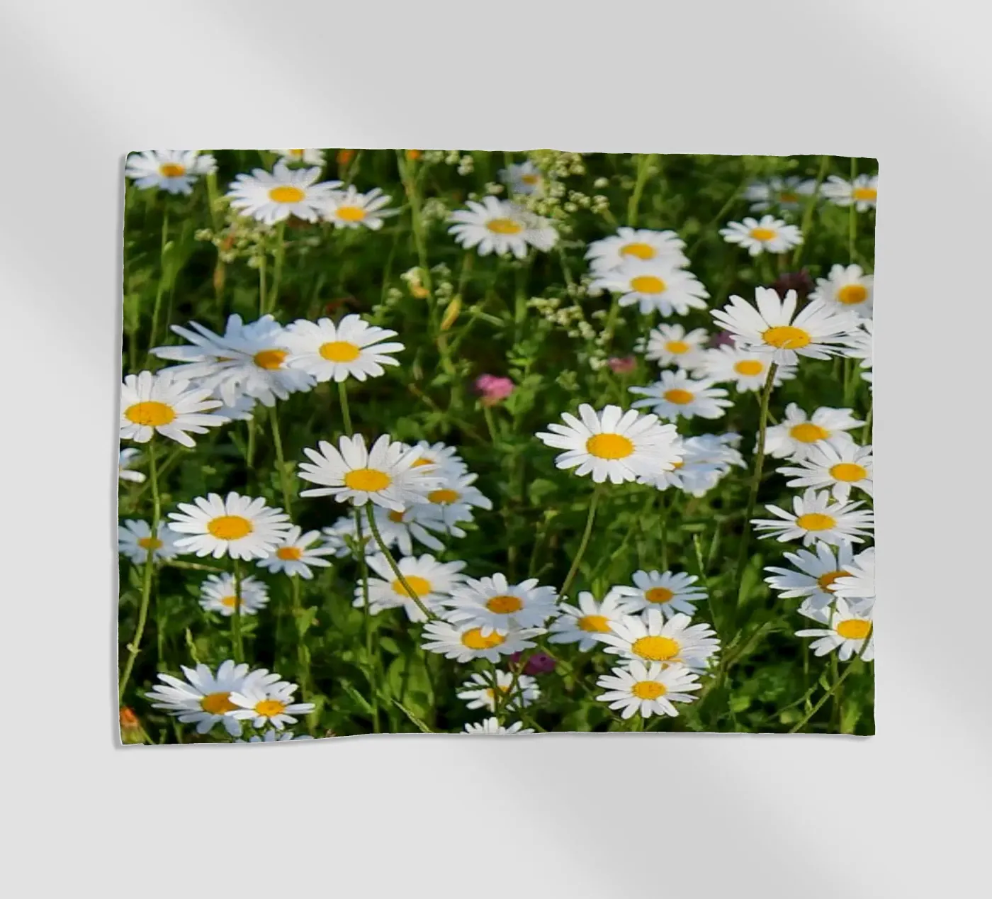 Gänseblümchen telo mare da Kreativernetzt