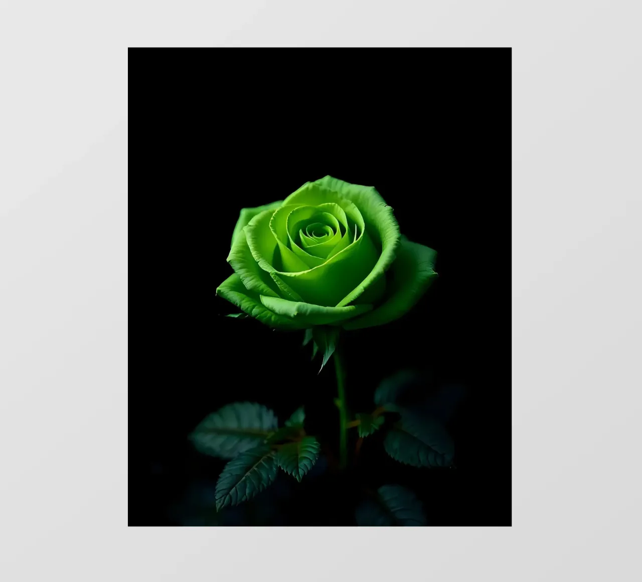 Rosa_verde_04 pellicola backlit da Farb- und Blütenzauber by LK