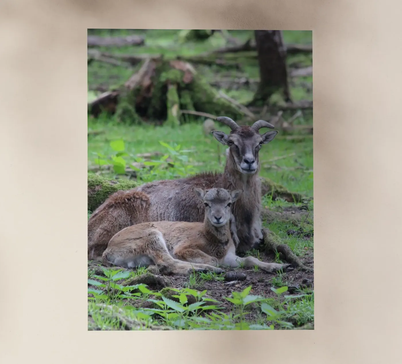 Mufflons pellicola backlit da Kreativernetzt