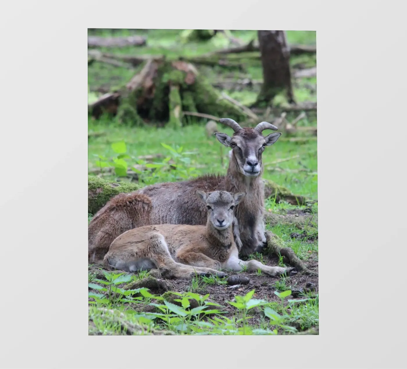 Mufflons pellicola backlit da Kreativernetzt