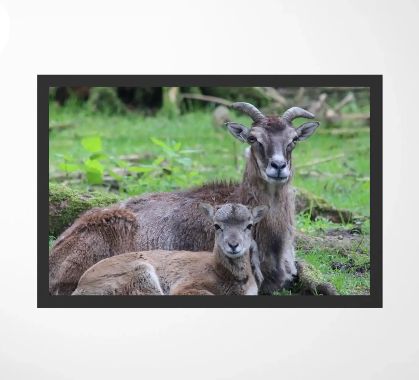 Mufflons Fußmatte von Kreativernetzt