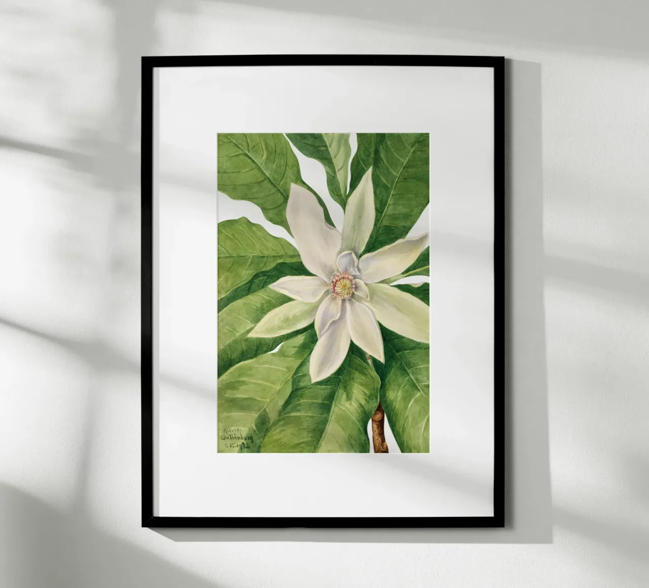 Mary Vaux Walcott - Umbrella Tree poster con telaio in legno da Old Masters