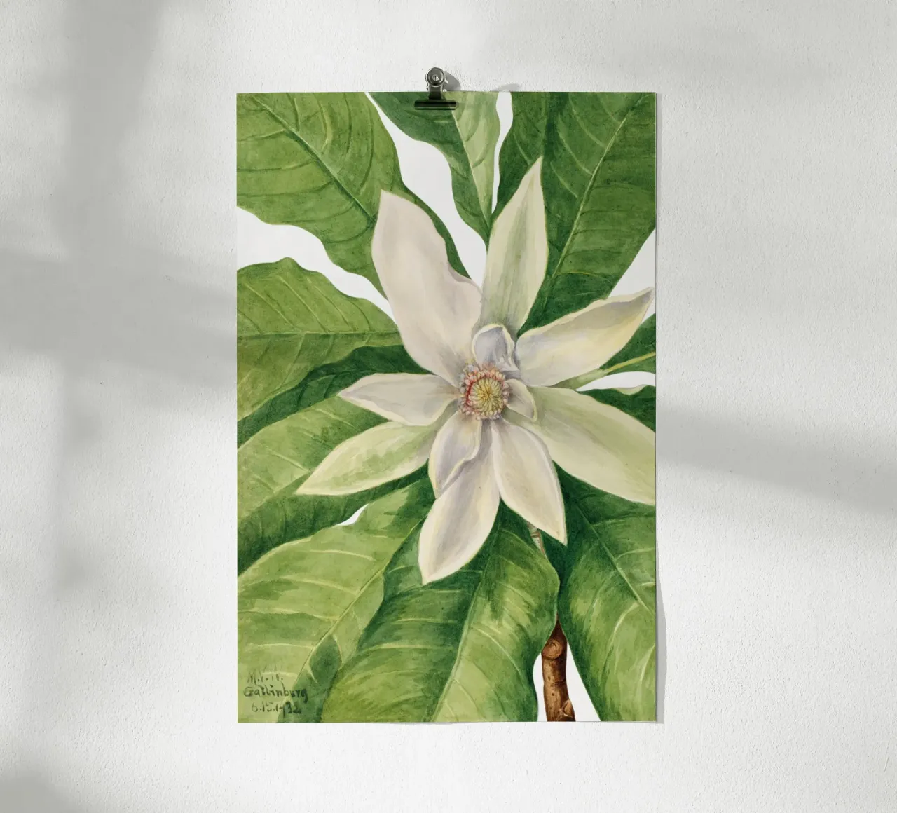 Mary Vaux Walcott - Umbrella Tree poster con telaio in legno da Old Masters