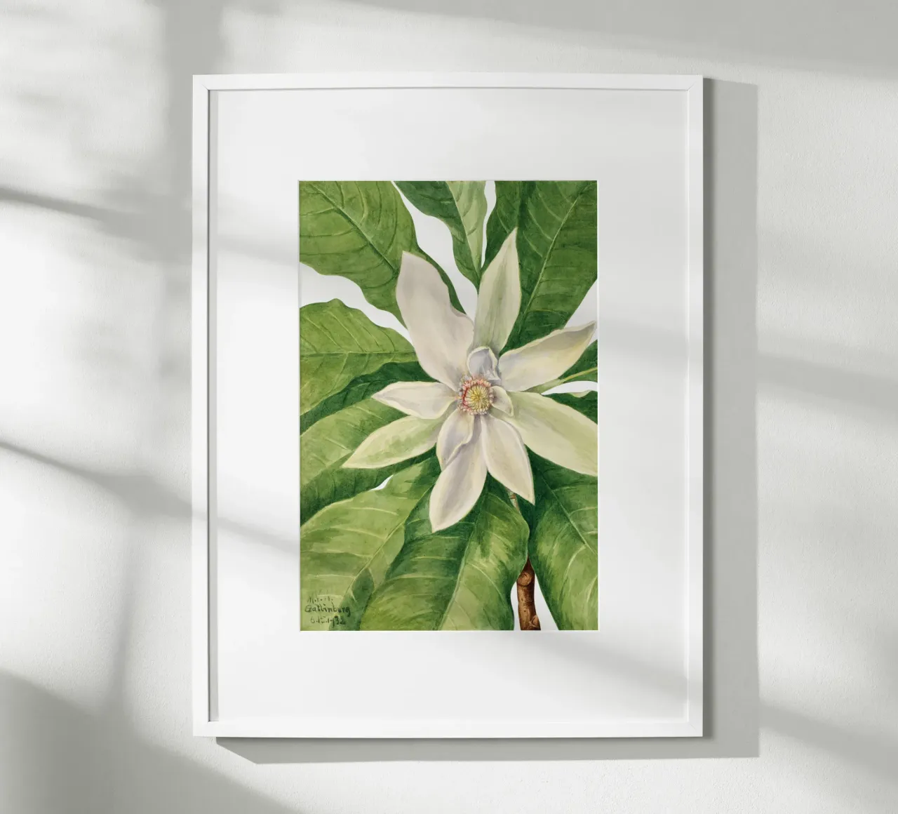 Mary Vaux Walcott - Umbrella Tree poster con telaio in legno da Old Masters