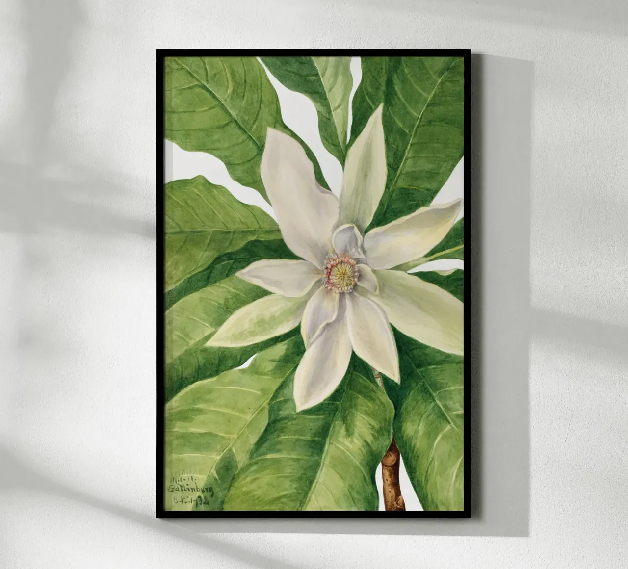 Mary Vaux Walcott - Umbrella Tree poster con telaio in legno da Old Masters