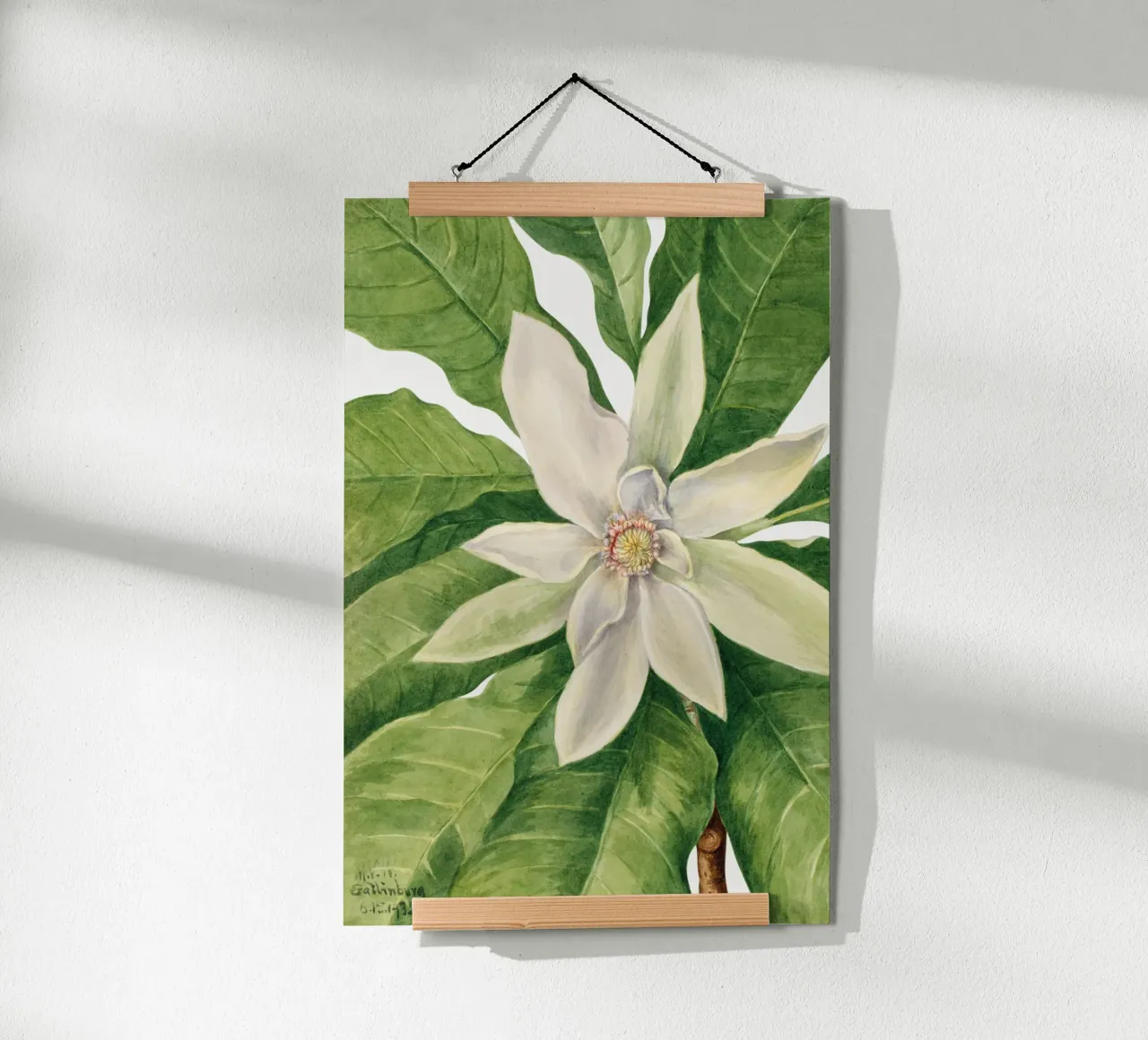 Mary Vaux Walcott - Umbrella Tree poster con telaio in legno da Old Masters