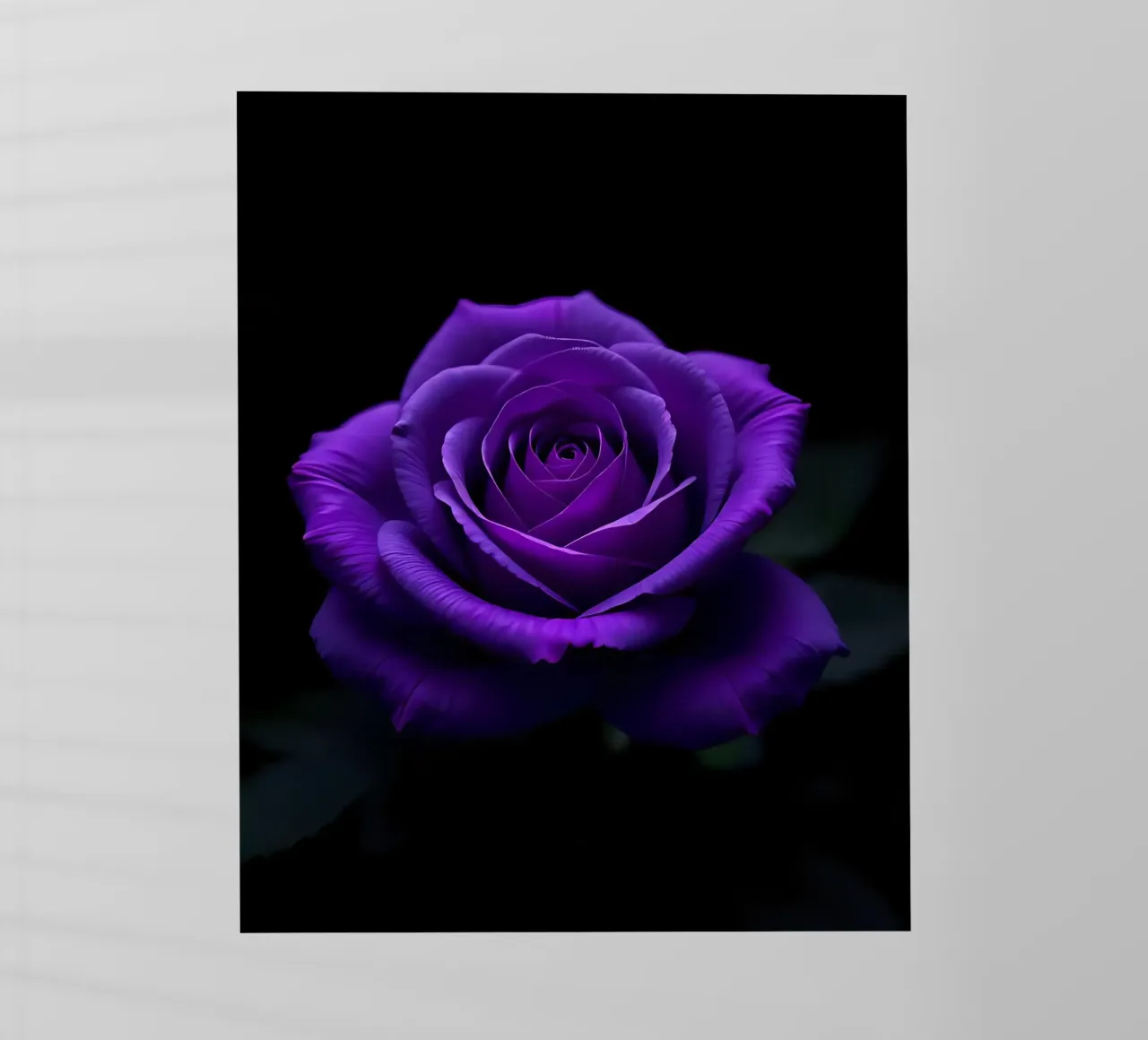 Rosa_viola_01 pellicola backlit da Farb- und Blütenzauber by LK