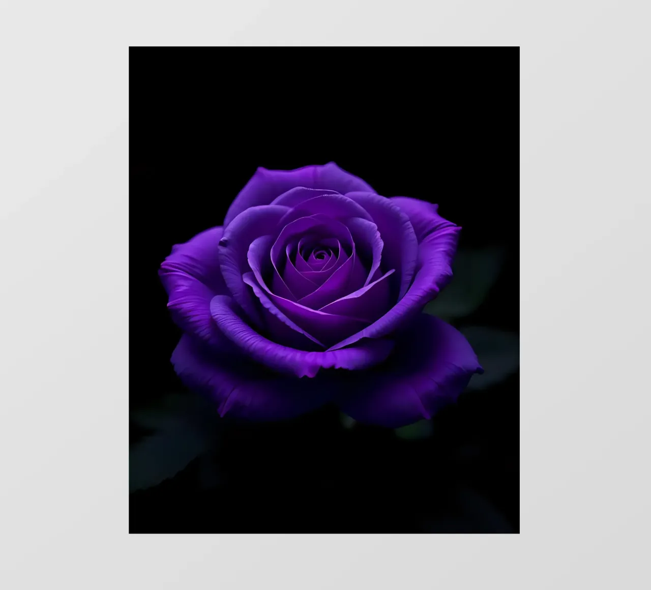 Rosa_viola_01 telo in pvc da Farb- und Blütenzauber by LK