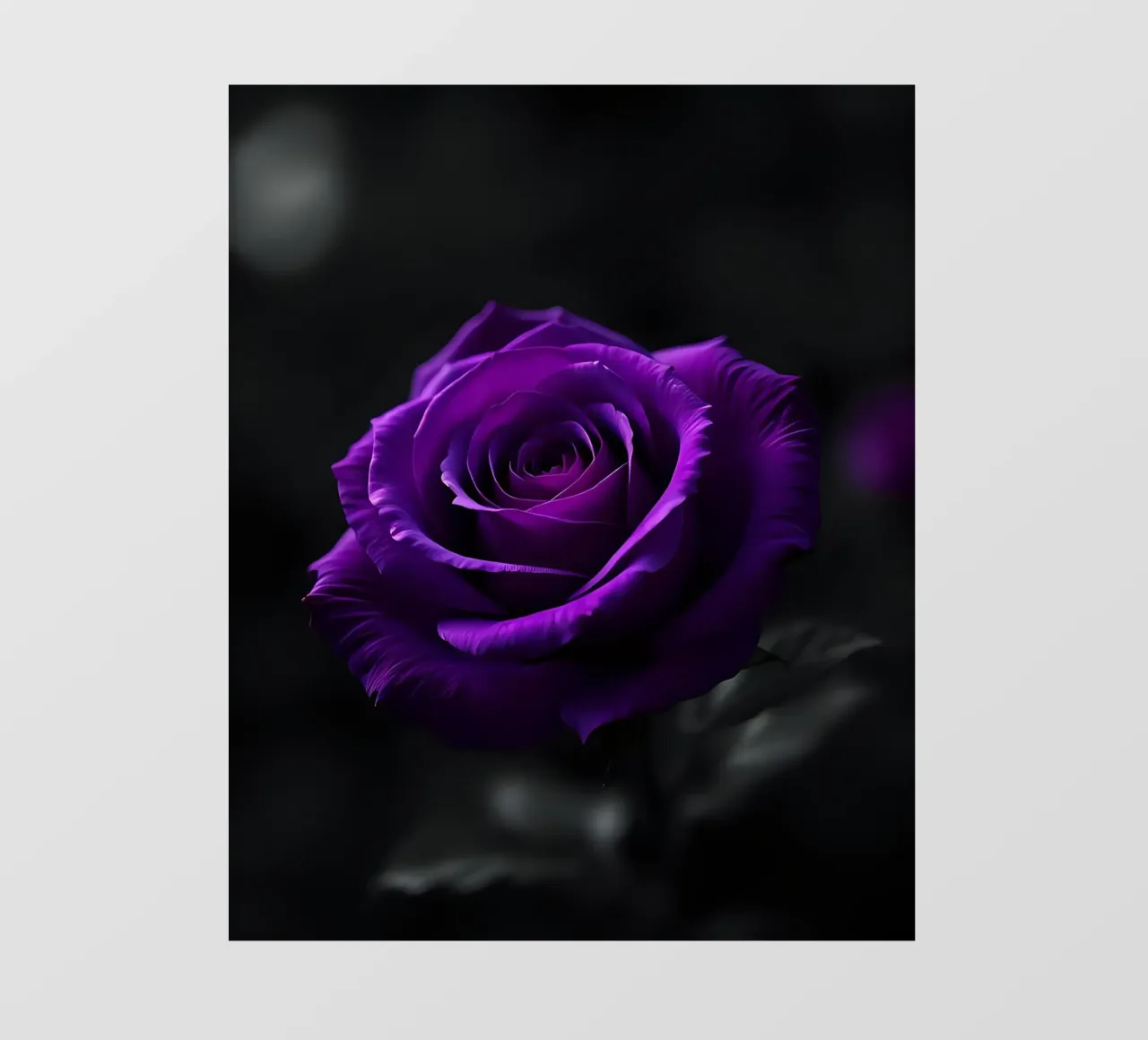 Rosa_viola_02 pellicola backlit da Farb- und Blütenzauber by LK