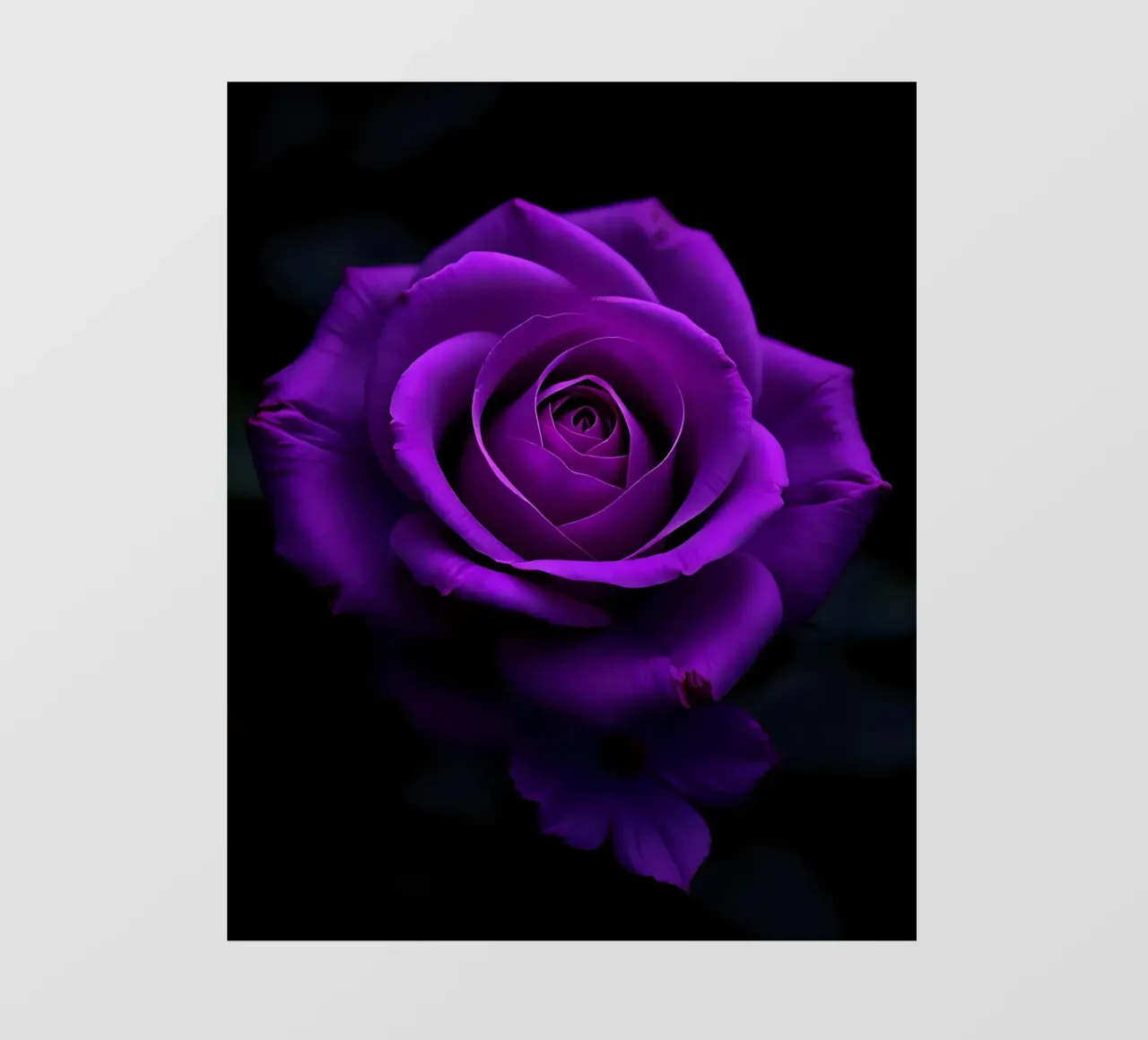 Rosa_viola_03 telo in pvc da Farb- und Blütenzauber by LK