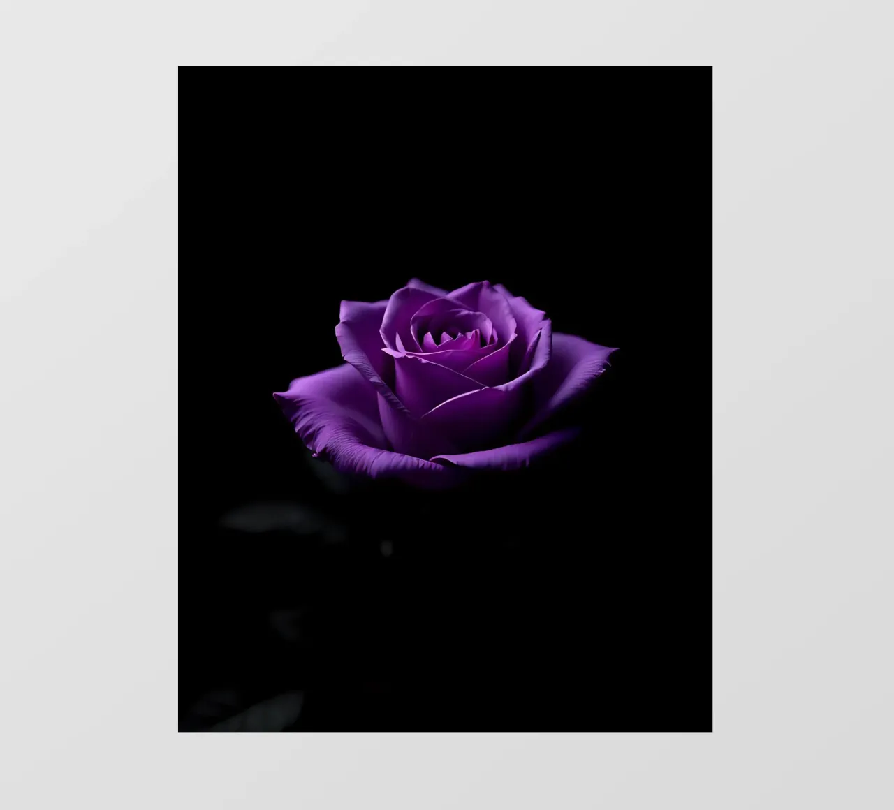 Rosa_viola_05 pellicola backlit da Farb- und Blütenzauber by LK
