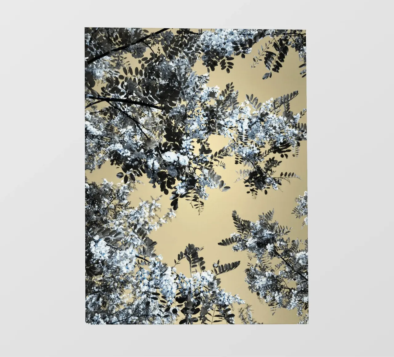 Blossoming (2) photo wallpaper by Angelo Cerantola