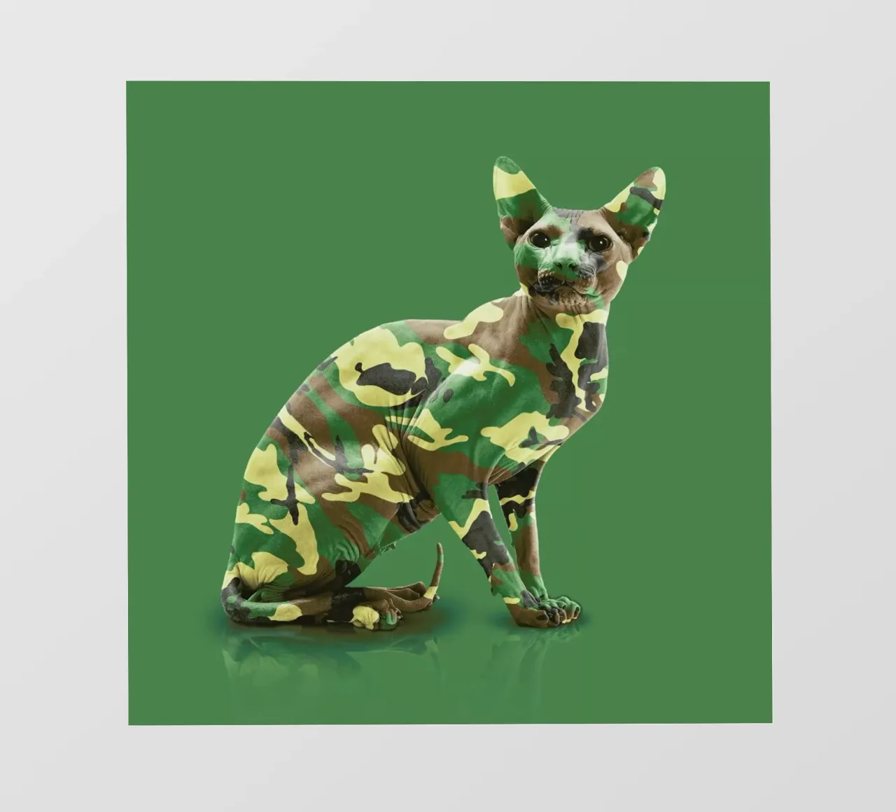 Camoucat pellicola backlit da suckertom