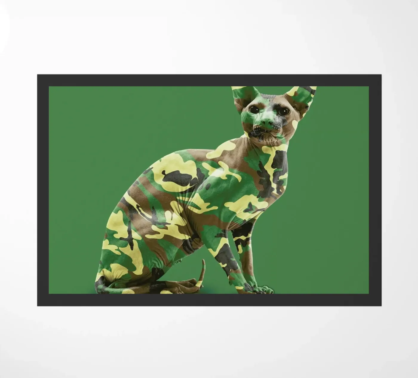 Camoucat zerbino da suckertom