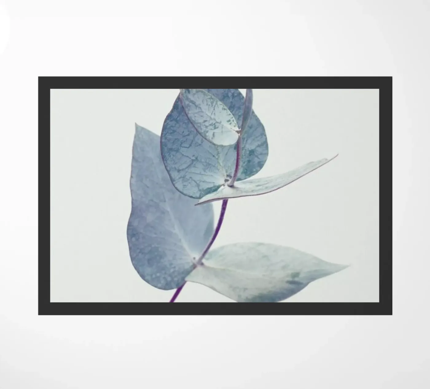 Eucalyptus I zerbino da Elena Veronese