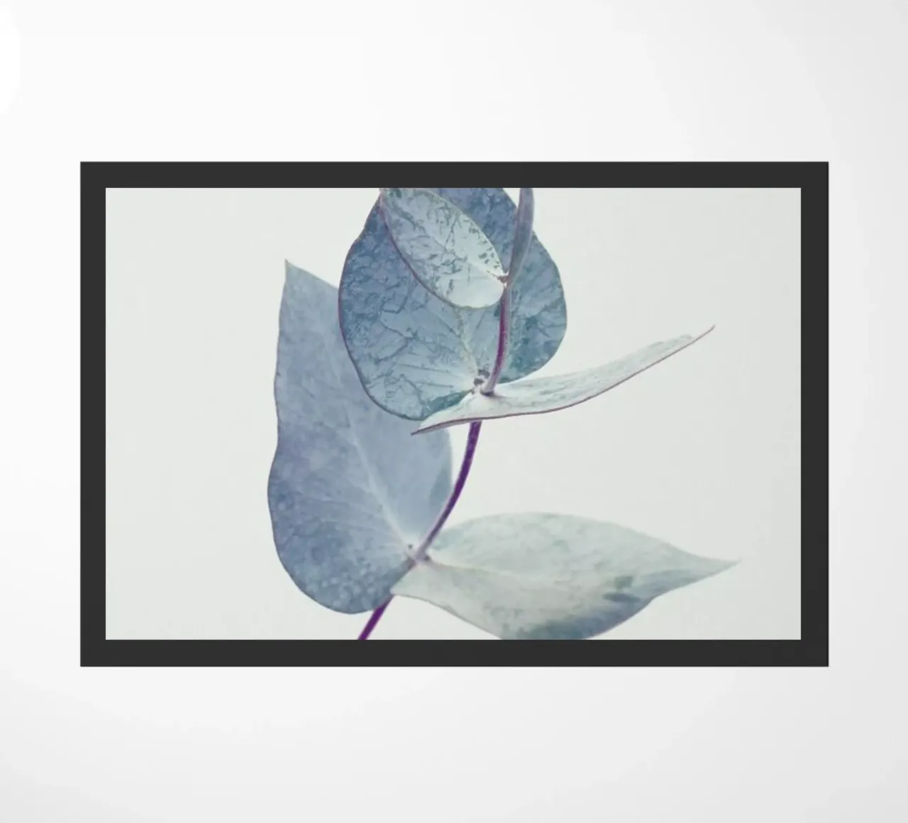 Eucalyptus I zerbino da Elena Veronese
