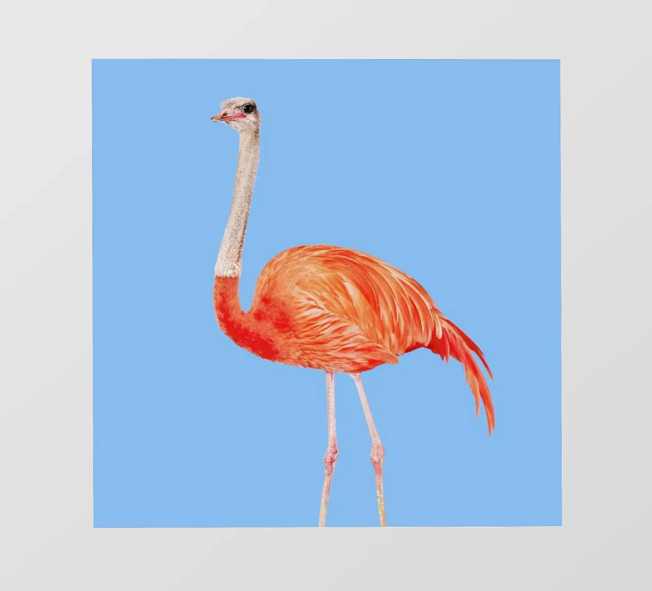 Flamingostrauss telo in pvc da suckertom