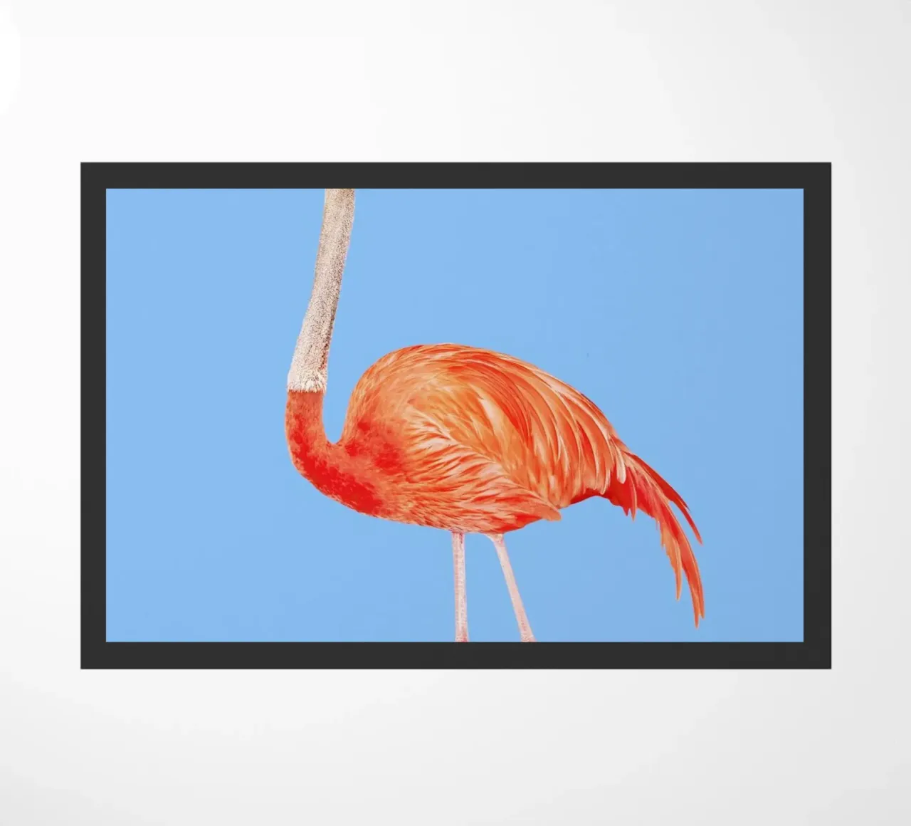 Flamingostrauss zerbino da suckertom