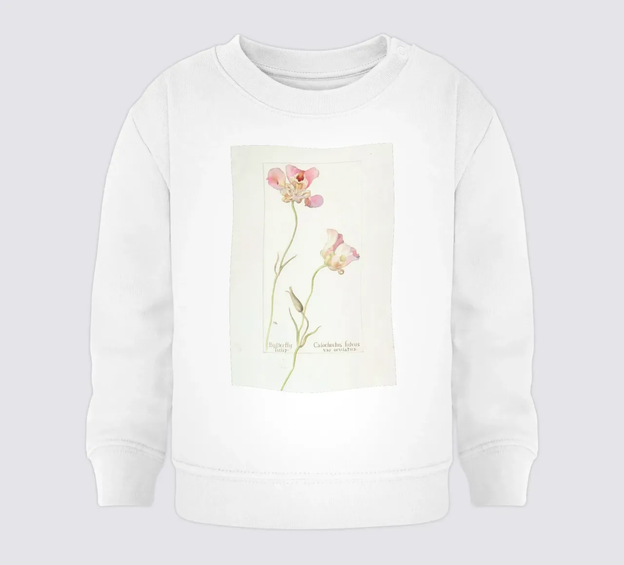 Butterfly Tulip Calochorus Luteus var Oculatus felpa neonato da Artokoloro Quint Lox Ltd