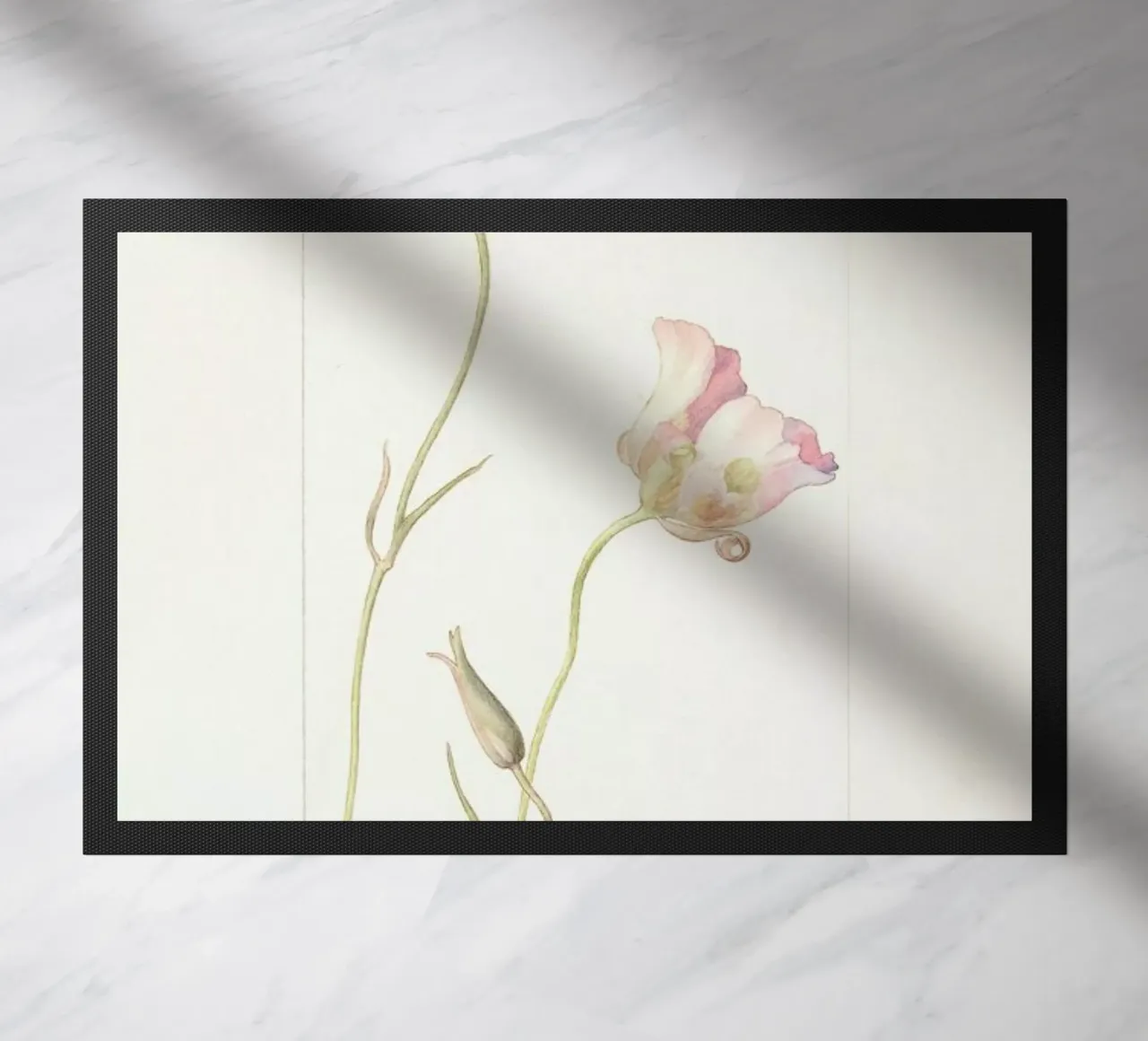Butterfly Tulip Calochorus Luteus var Oculatus zerbino da Artokoloro Quint Lox Ltd