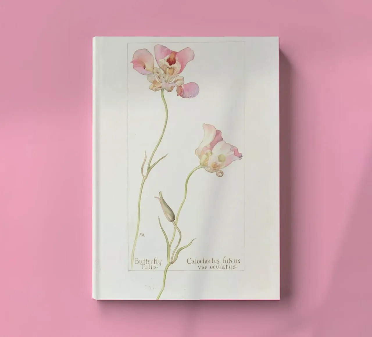 Butterfly Tulip Calochorus Luteus var Oculatus carnet de notes de Artokoloro Quint Lox Ltd