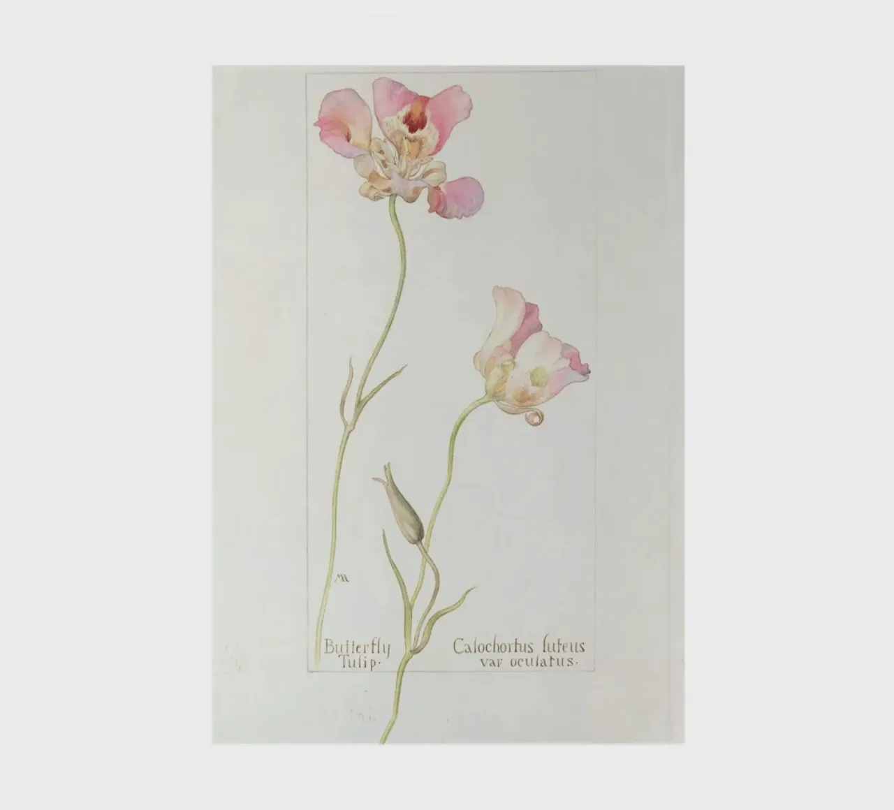 Butterfly Tulip Calochorus Luteus var Oculatus carnet de notes de Artokoloro Quint Lox Ltd