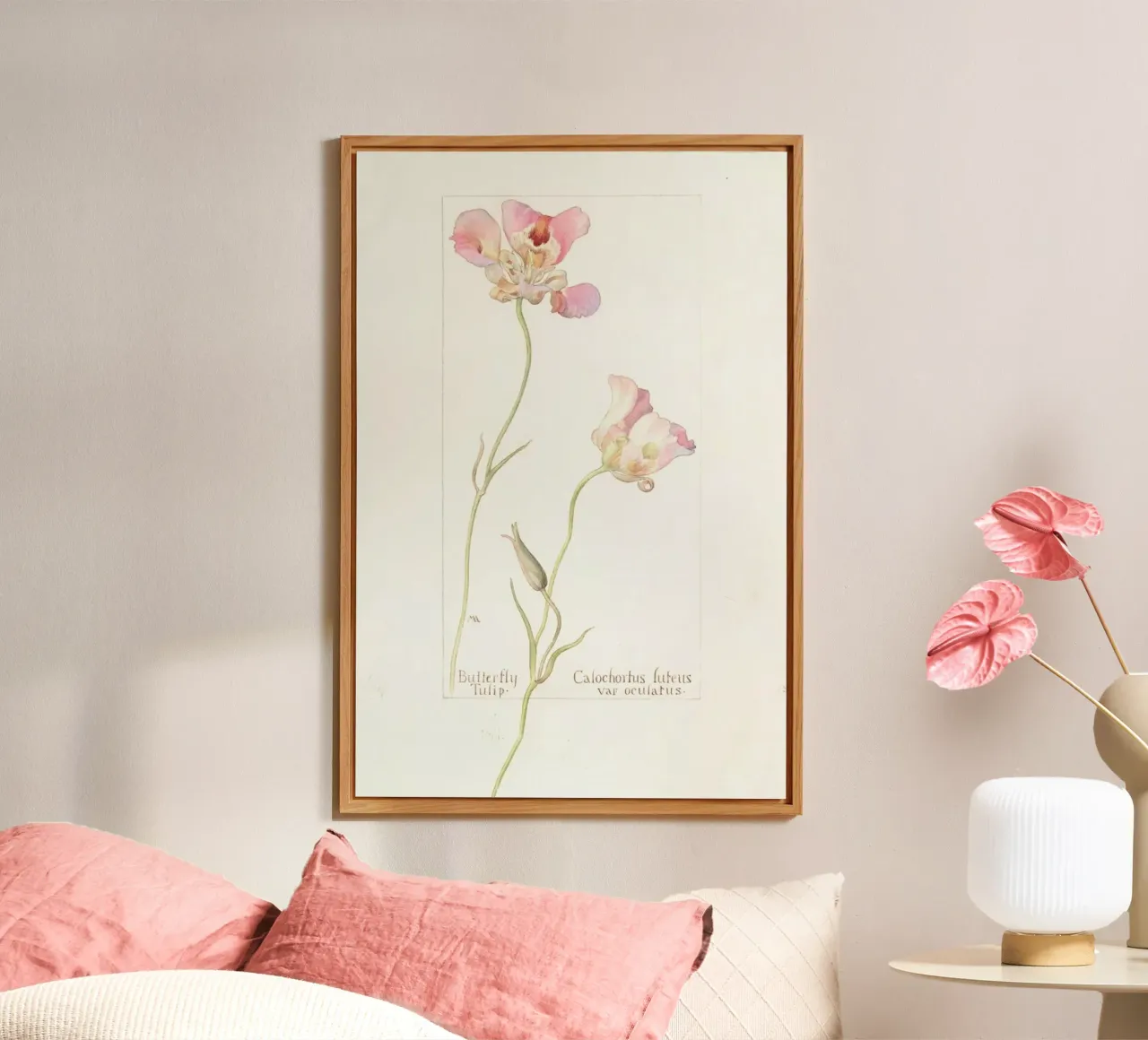 Butterfly Tulip Calochorus Luteus var Oculatus alluminio dibond da Artokoloro Quint Lox Ltd