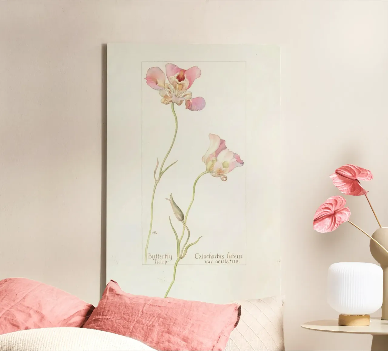 Butterfly Tulip Calochorus Luteus var Oculatus tela con Cornice a cassetta da Artokoloro Quint Lox Ltd