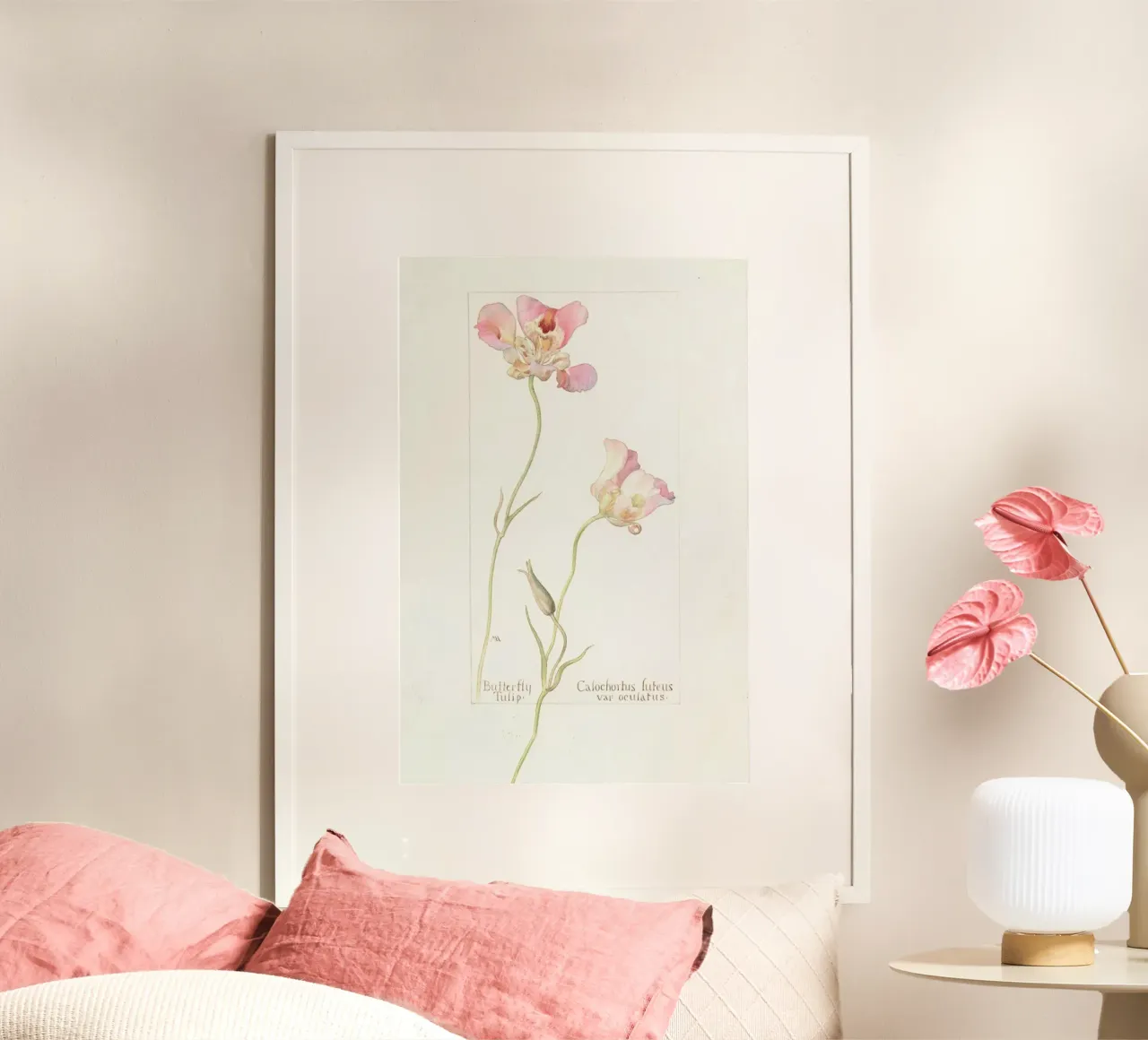 Butterfly Tulip Calochorus Luteus var Oculatus carta hahnemühle da Artokoloro Quint Lox Ltd