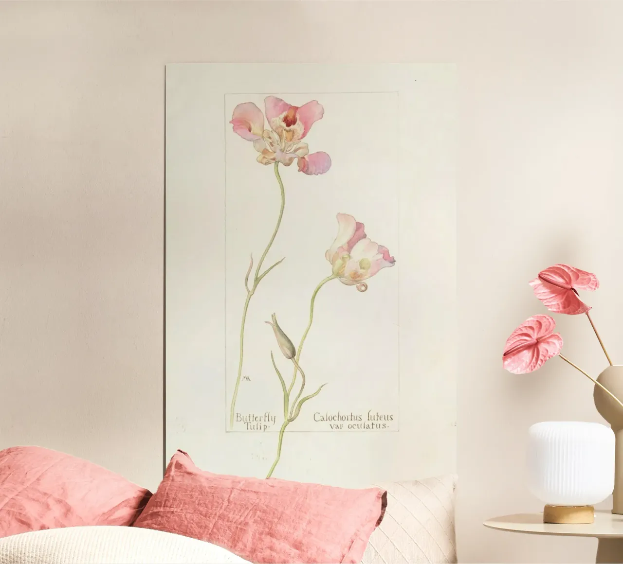 Butterfly Tulip Calochorus Luteus var Oculatus carta hahnemühle da Artokoloro Quint Lox Ltd