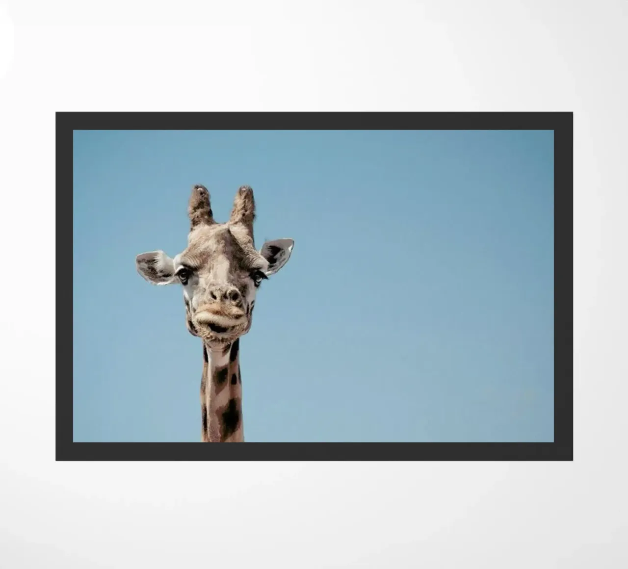 An Elegant Giant zerbino da Natural Kingdom