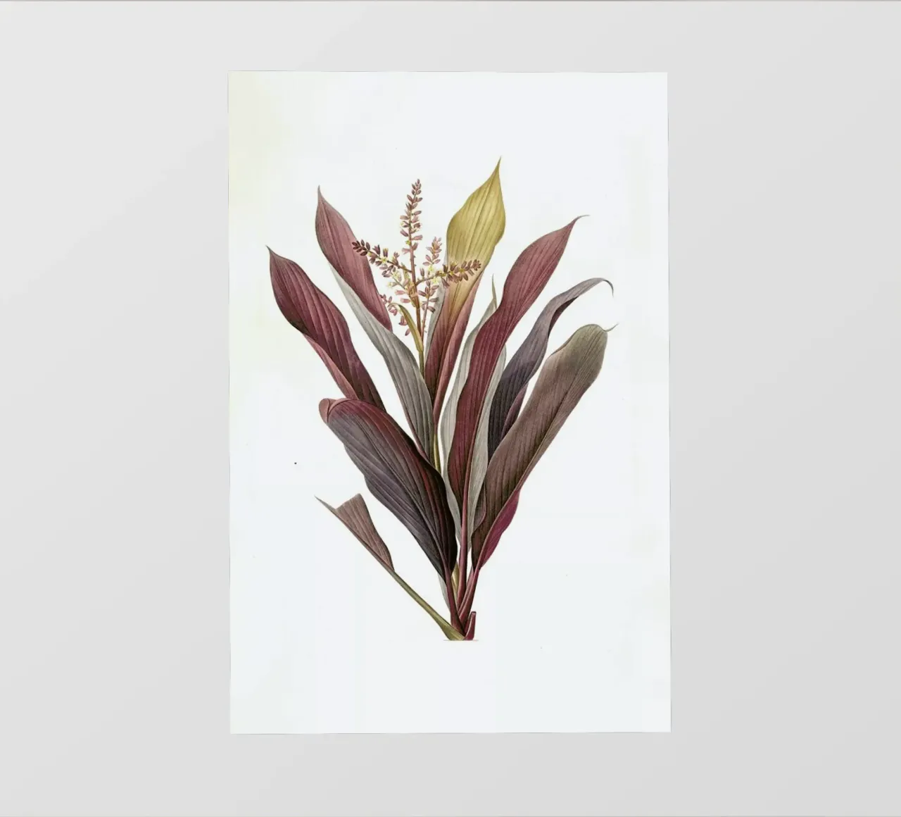 Dracoena terminalis, Dragon Lily, Good Luck Tree -Pierre Joseph telo in pvc da Artokoloro Quint Lox Ltd