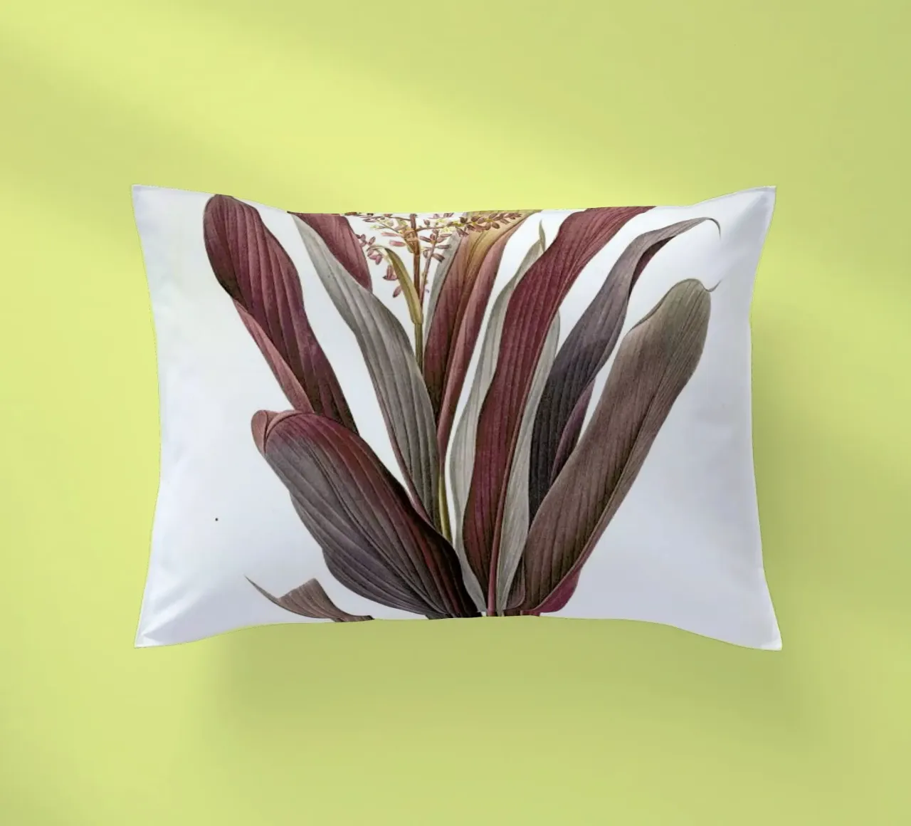 Dracoena terminalis, Dragon Lily, Good Luck Tree -Pierre Joseph cuscino da Artokoloro Quint Lox Ltd