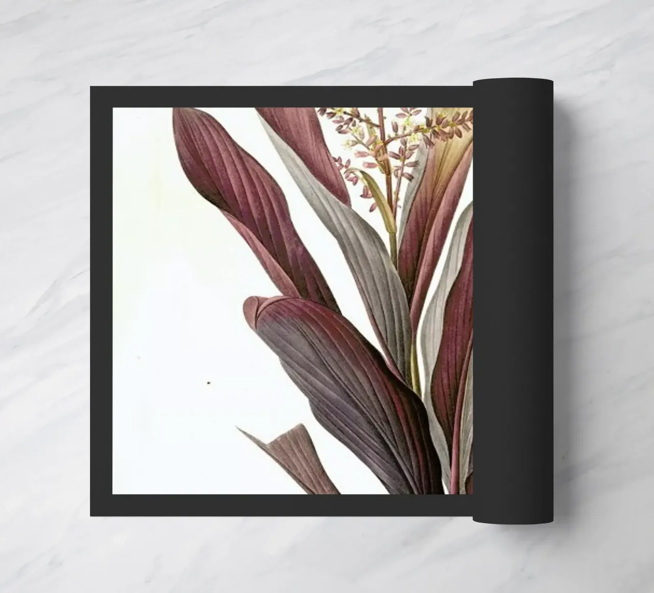 Dracoena terminalis, Dragon Lily, Good Luck Tree -Pierre Joseph zerbino da Artokoloro Quint Lox Ltd