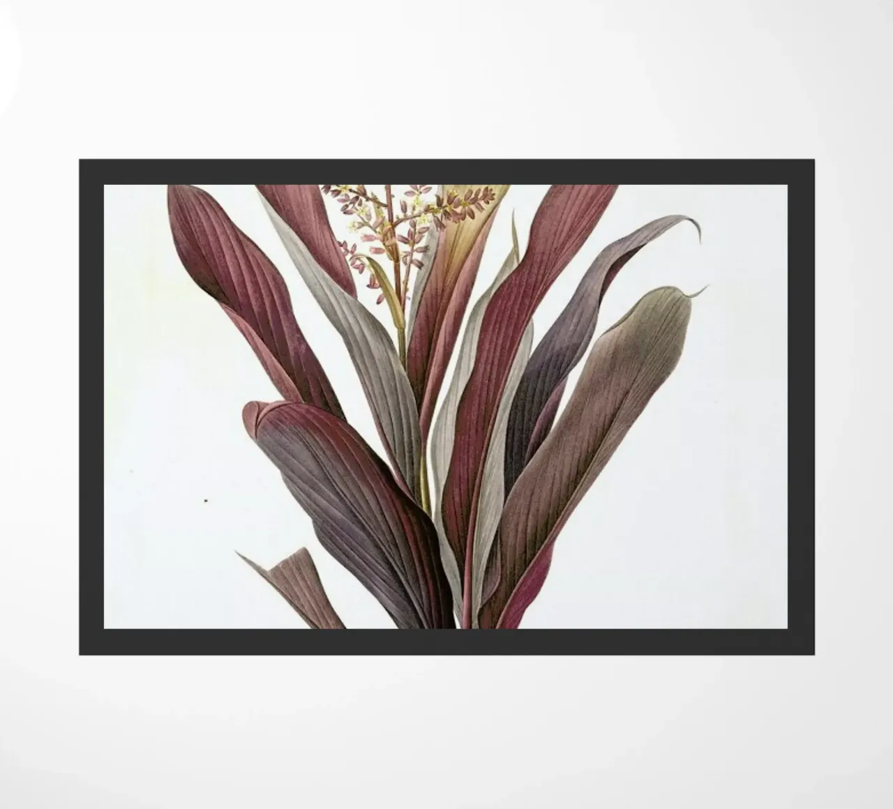 Dracoena terminalis, Dragon Lily, Good Luck Tree -Pierre Joseph zerbino da Artokoloro Quint Lox Ltd