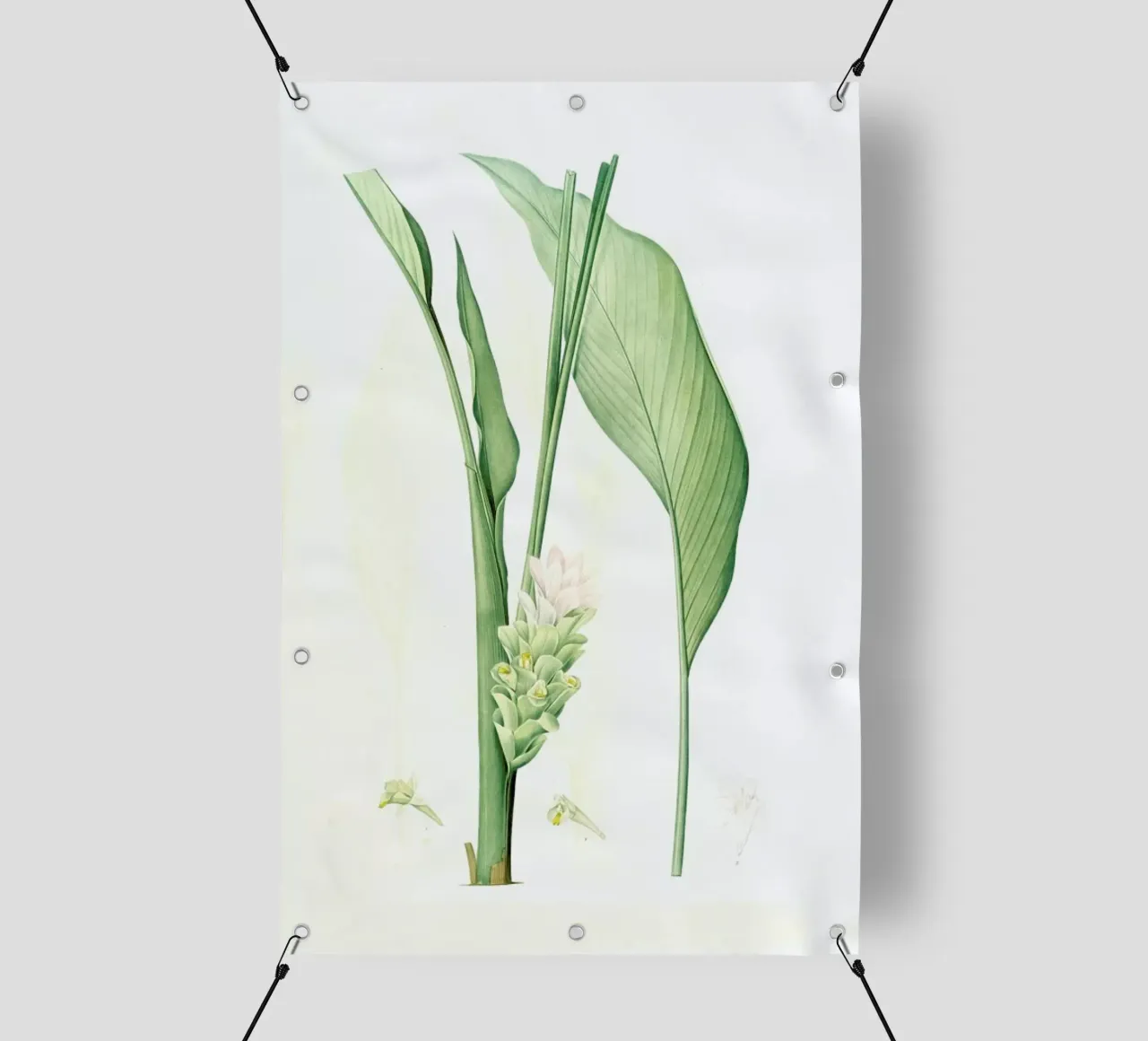 Curcuma longa, -Pierre Joseph, telo in pvc da Artokoloro Quint Lox Ltd
