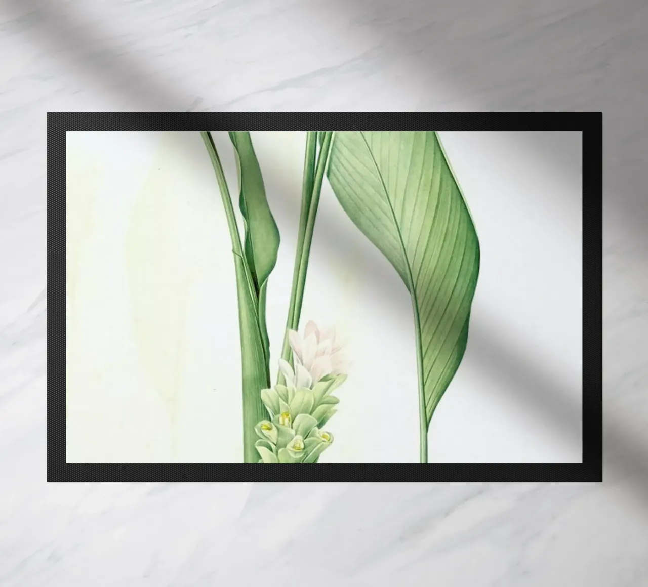 Curcuma longa, -Pierre Joseph, zerbino da Artokoloro Quint Lox Ltd