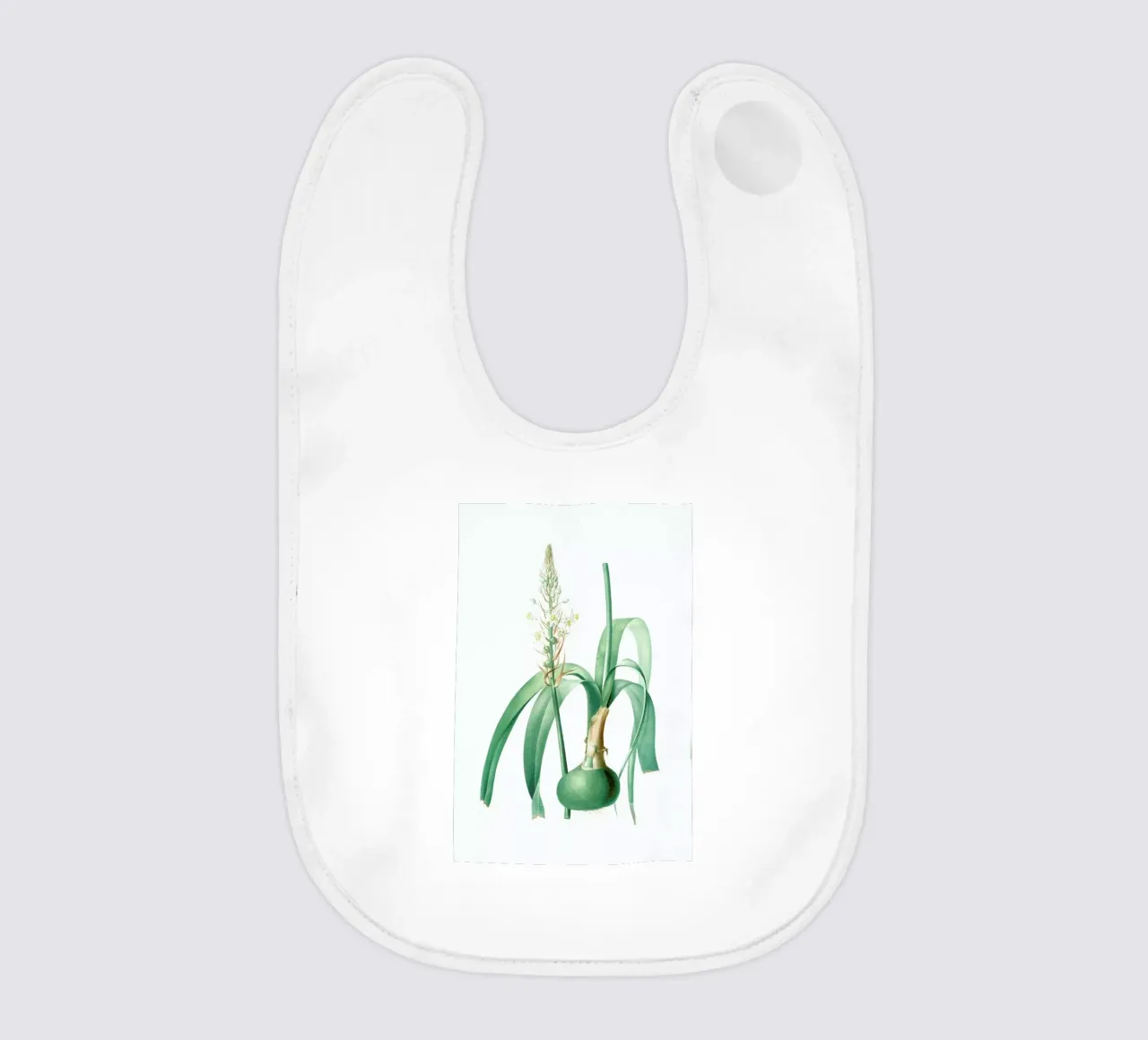 Ornithogalum longibracteatum,  Sea onion - Pierre Joseph bavaglino da Artokoloro Quint Lox Ltd