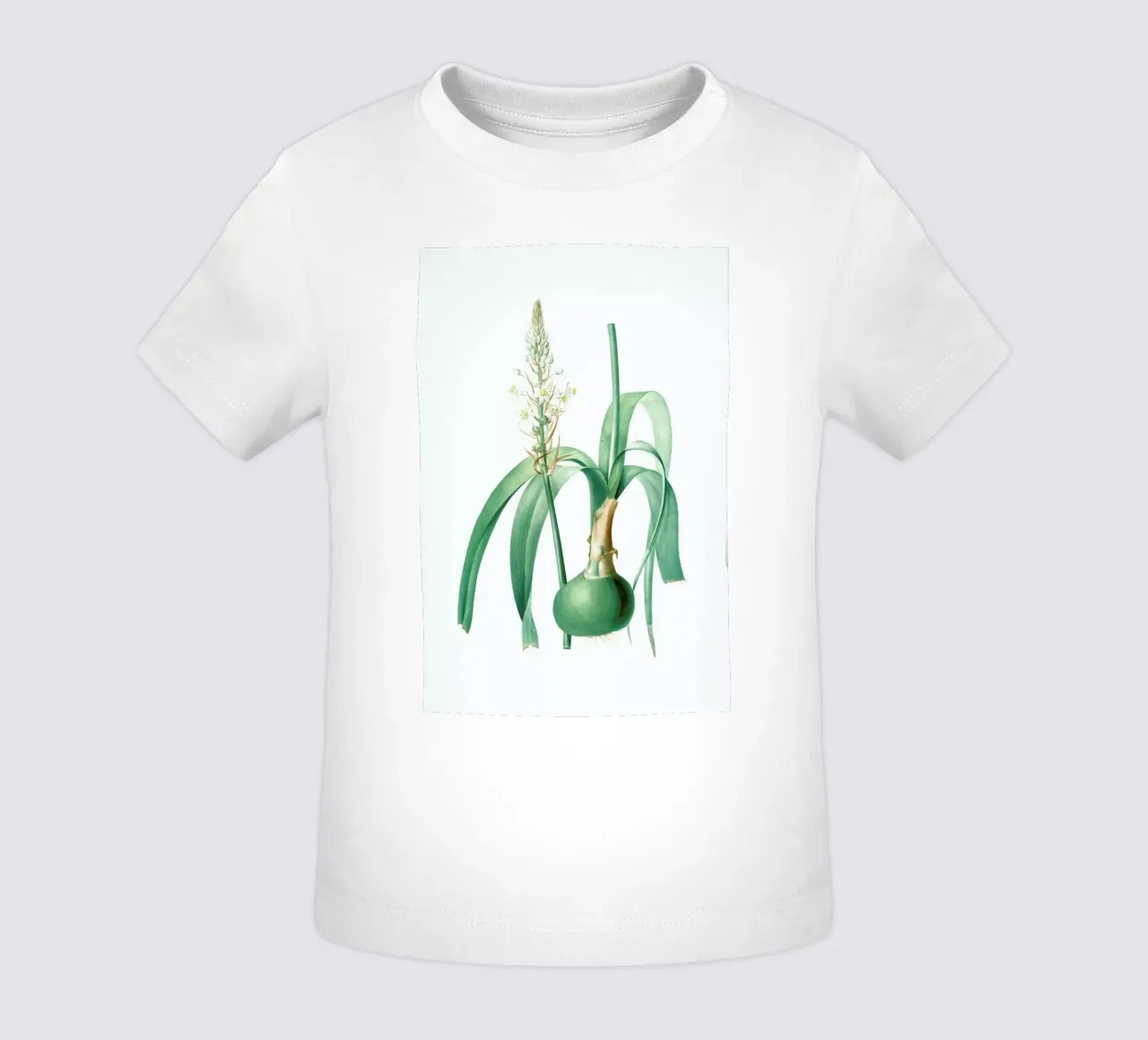 Ornithogalum longibracteatum,  Sea onion - Pierre Joseph maglietta neonato da Artokoloro Quint Lox Ltd