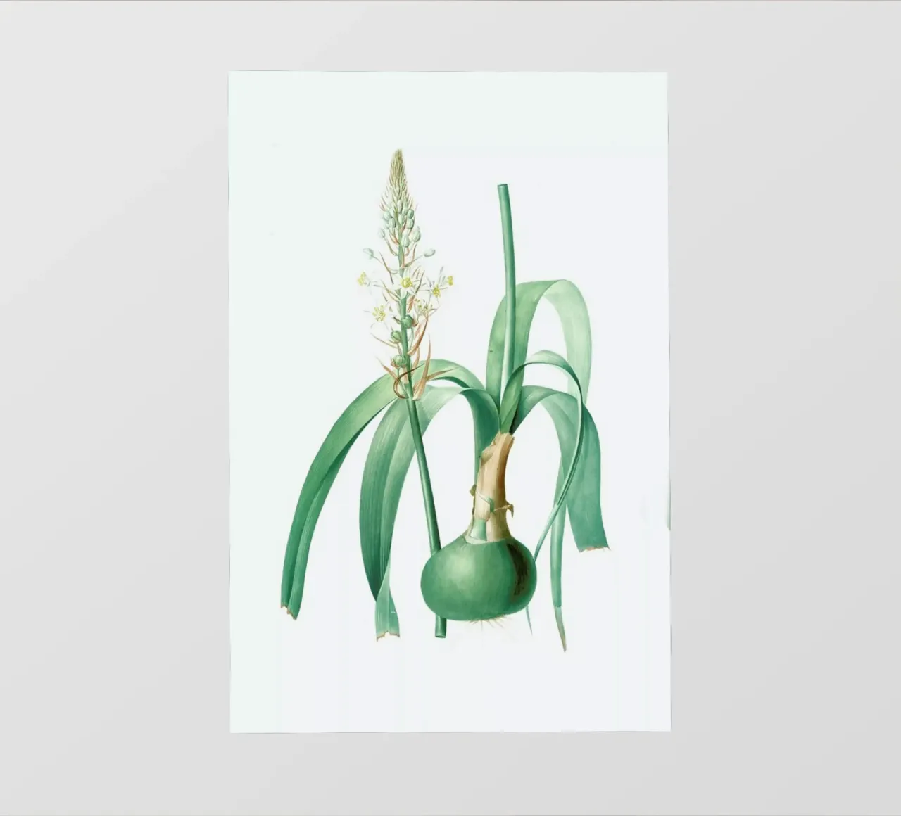 Ornithogalum longibracteatum,  Sea onion - Pierre Joseph pellicola backlit da Artokoloro Quint Lox Ltd
