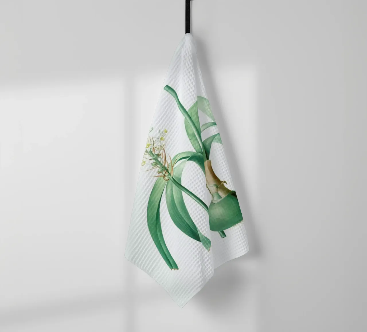 Ornithogalum longibracteatum,  Sea onion - Pierre Joseph canovaccio da cucina da Artokoloro Quint Lox Ltd