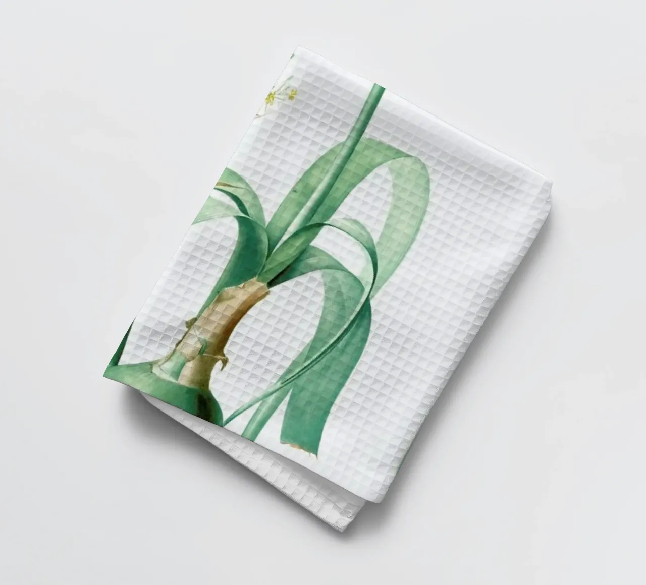 Ornithogalum longibracteatum,  Sea onion - Pierre Joseph canovaccio da cucina da Artokoloro Quint Lox Ltd