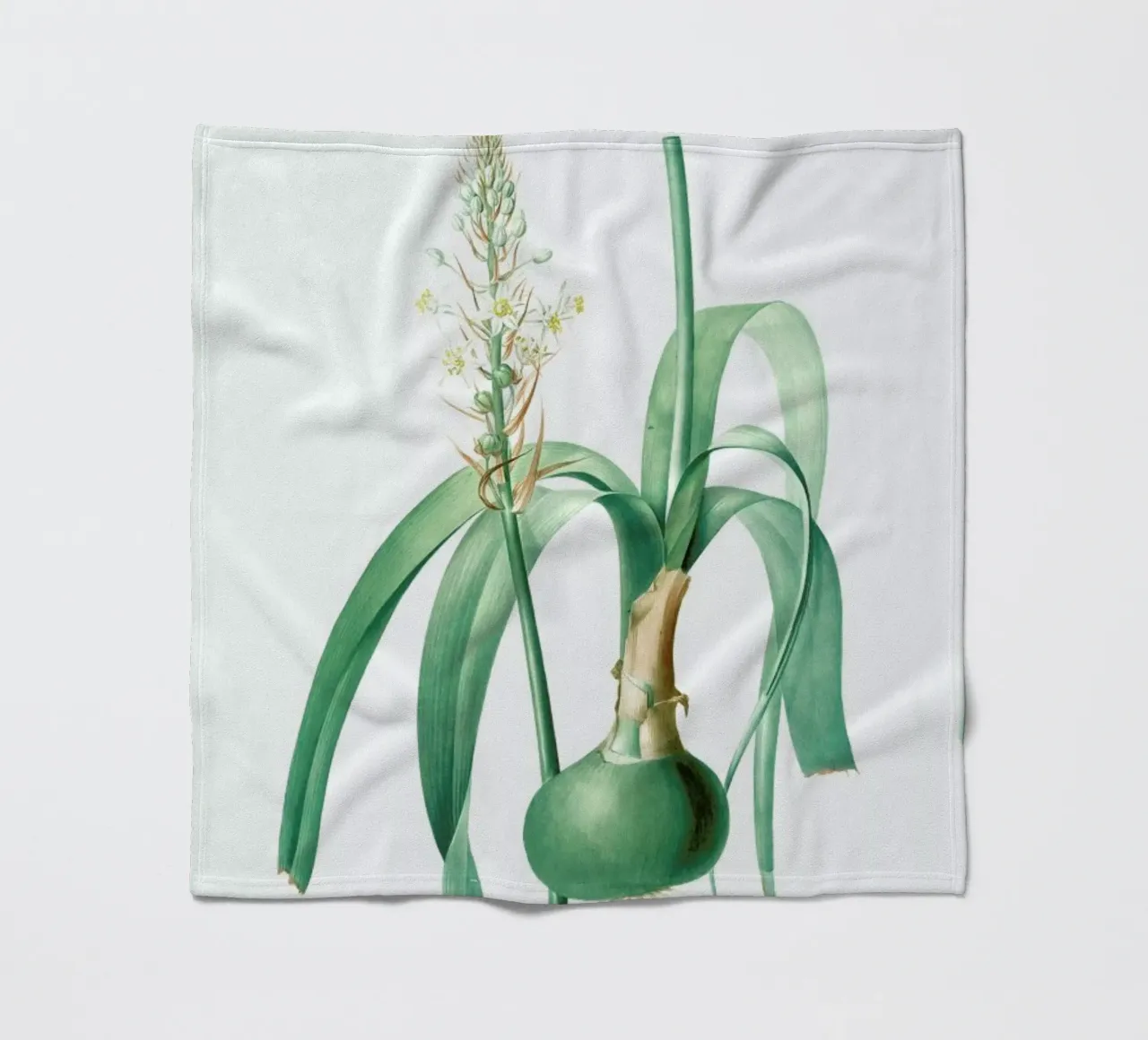 Ornithogalum longibracteatum,  Sea onion - Pierre Joseph coperta in pile da Artokoloro Quint Lox Ltd