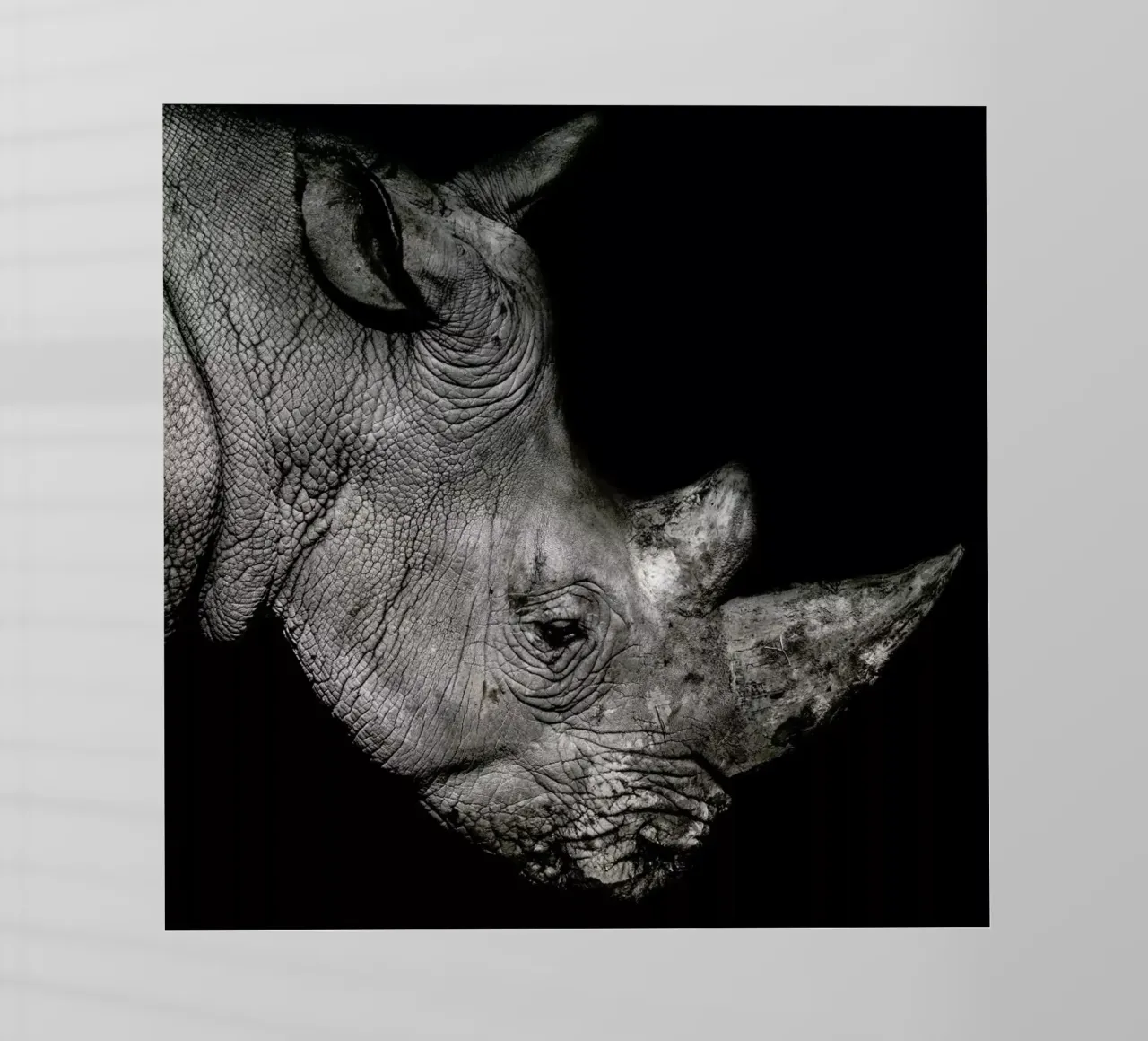 Rhino Profile by Lothare Dambreville backlit film by EyeEm Mobile GmbH