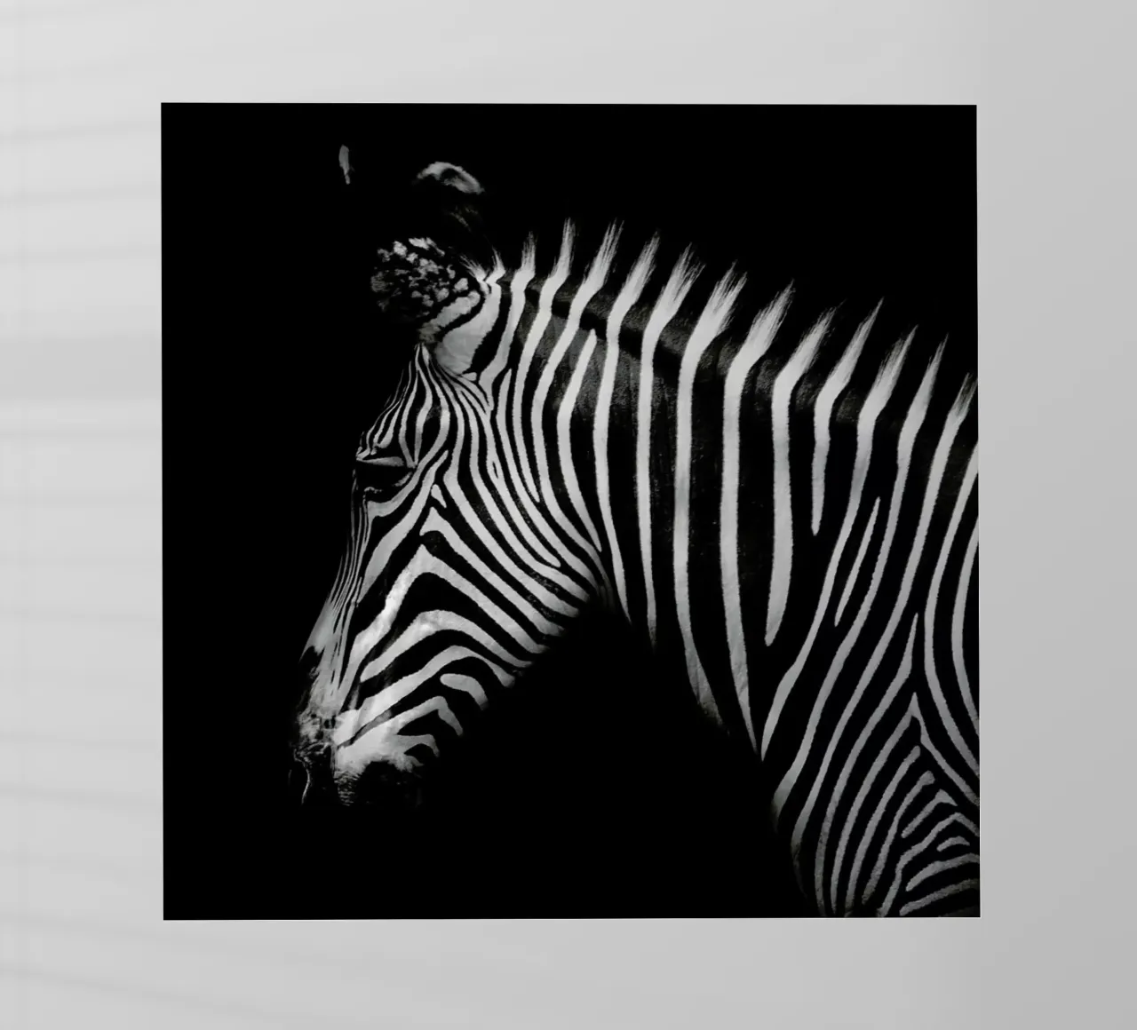 Zebra Profile by Lothare Dambreville pellicola backlit da EyeEm Mobile GmbH