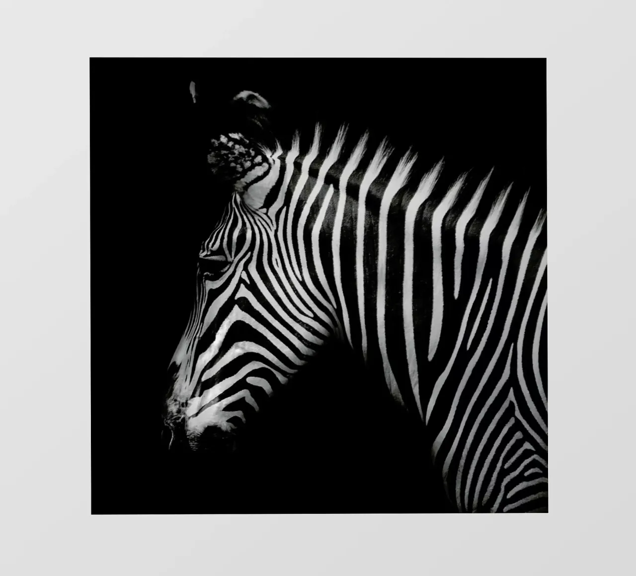 Zebra Profile by Lothare Dambreville pellicola backlit da EyeEm Mobile GmbH